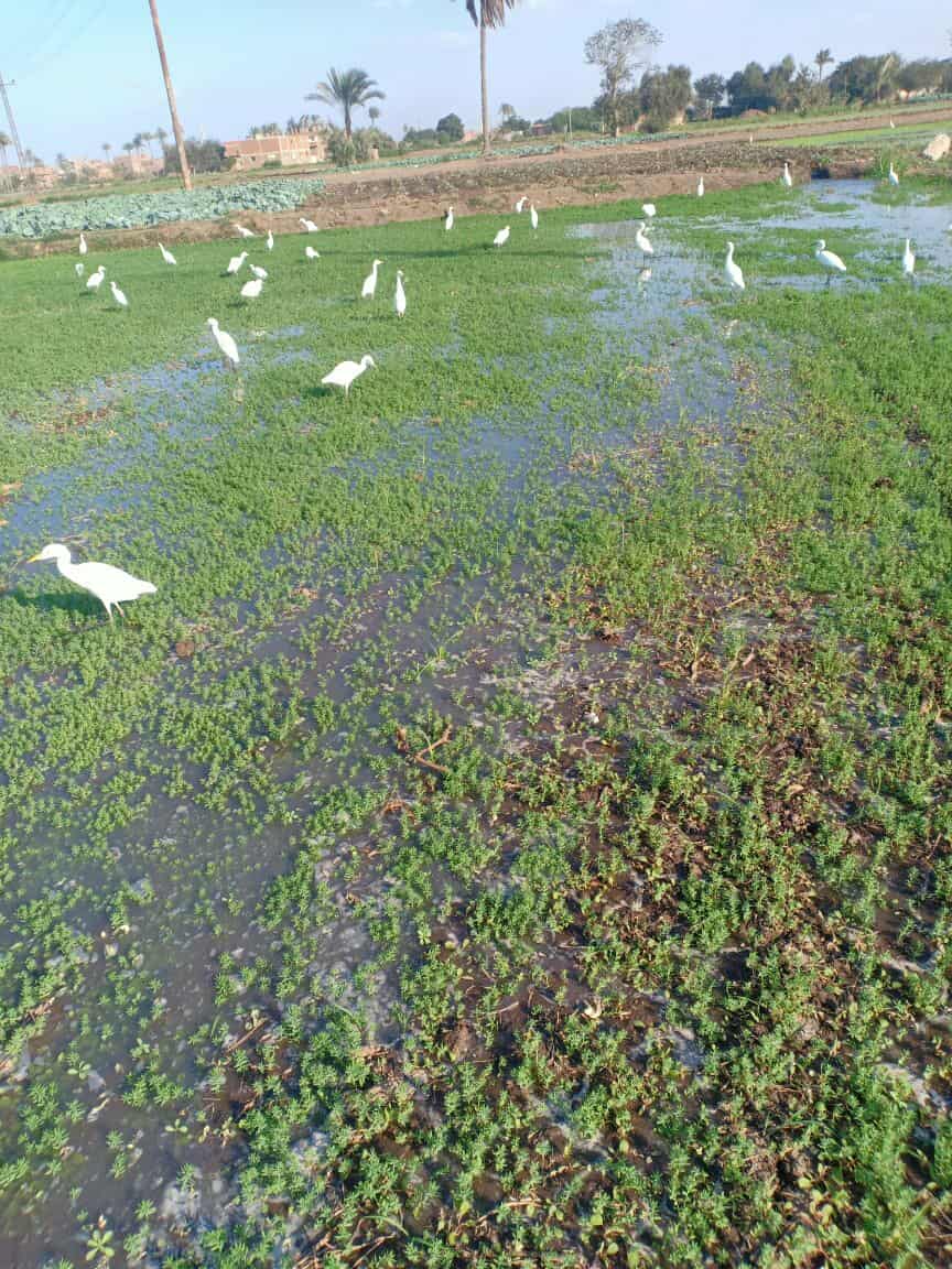 الذهب الأخضر