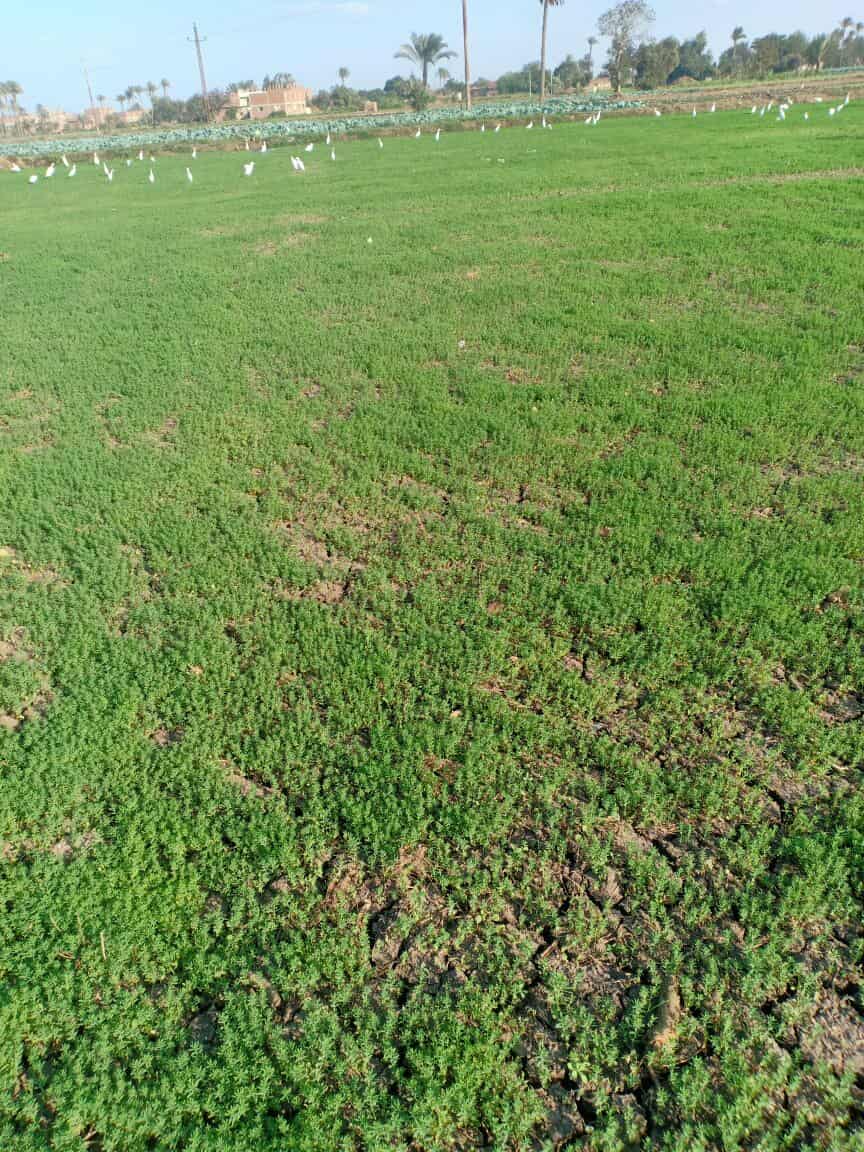 الكتان نور فى غيطان الشرقية