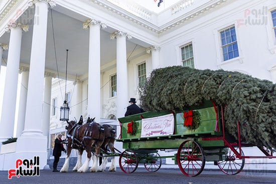 شجرة عيد الميلاد تصل البيت الأبيض