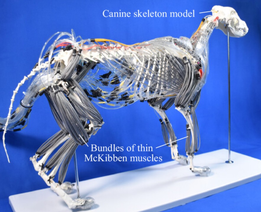 محاكاة للكلب الروبوتي