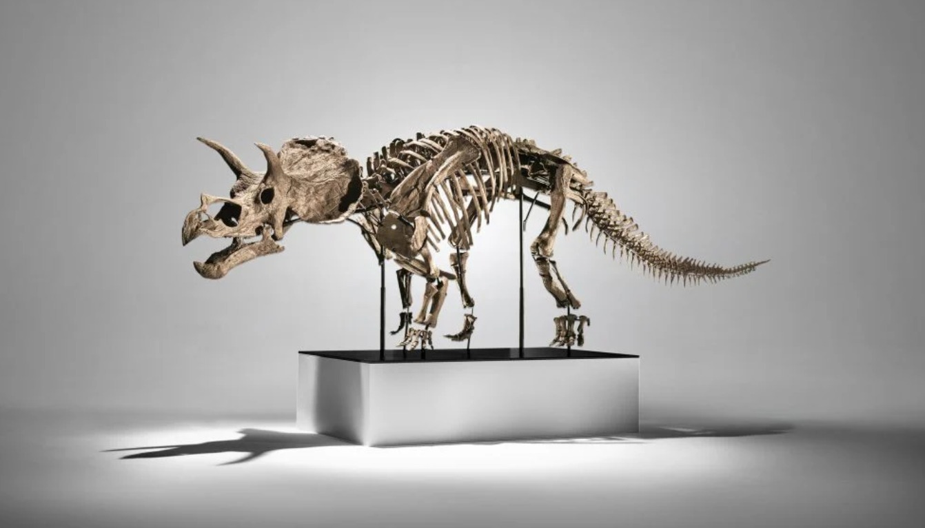 ديناصور ترايسيراتوبس