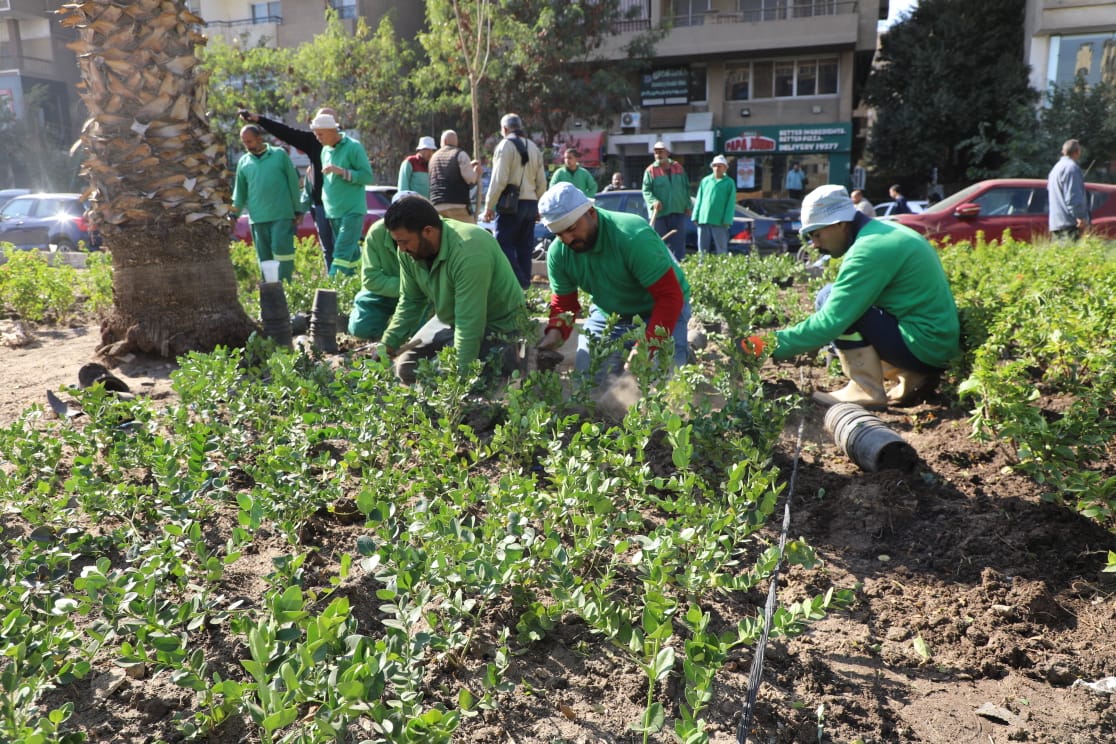 تشجير الشوارع