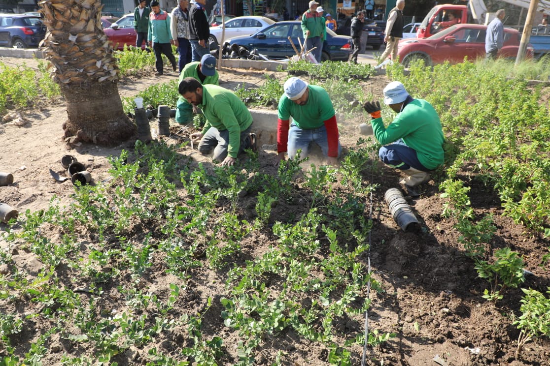 تشجير الشوارع  (4)