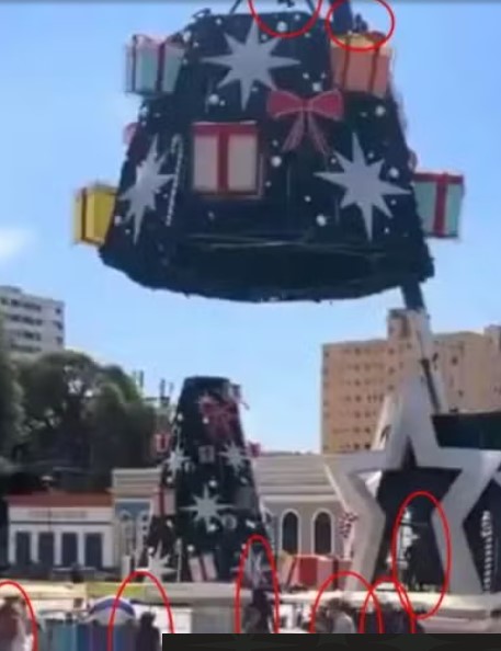 سقوط شجرة عملاقة فى البرازيل