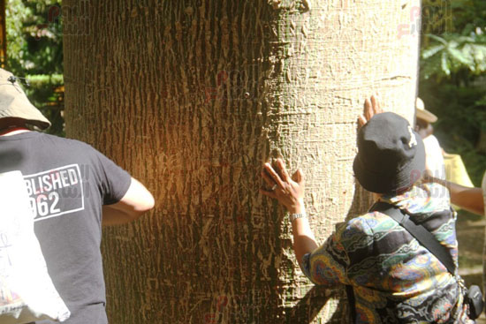 إعجاب-السياح-بالشجرة