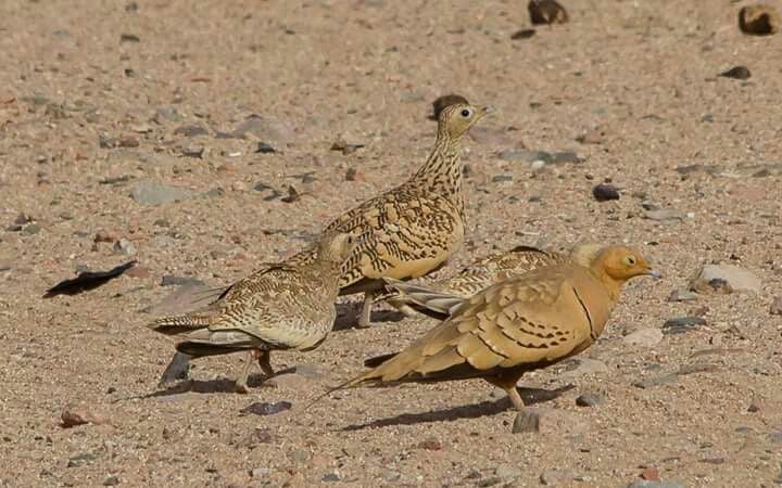 انواع الطيور بمحمية علبة انواع الطيور بمحمية علبة
