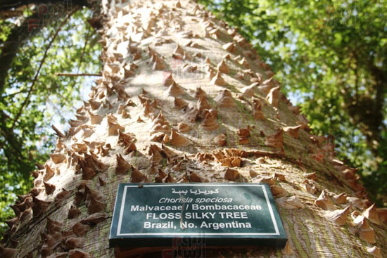 شجرة-الكروزيا