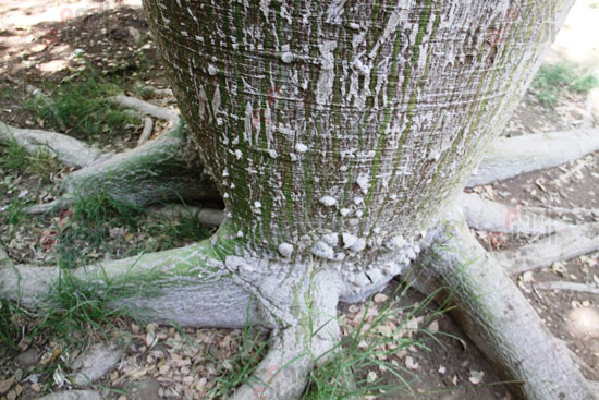جزور-الشجرة
