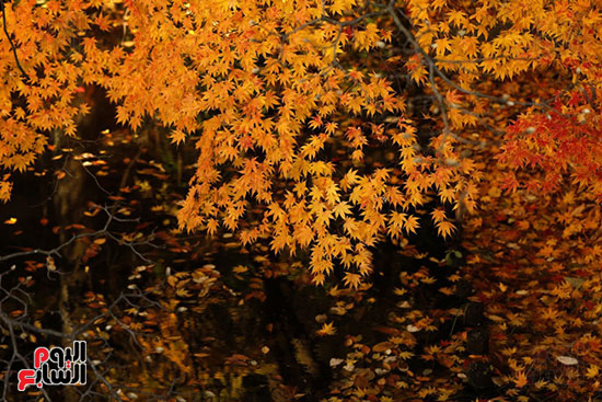 أشجار القيقب الأصفر تزين الحدائق أشجار القيقب الأصفر تزين الحدائق