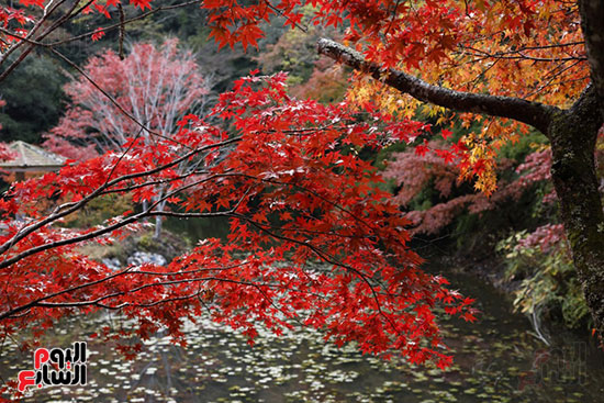 أشجار القيقب بالون الأحمر تخطف القلوب أشجار القيقب بالون الأحمر تخطف القلوب