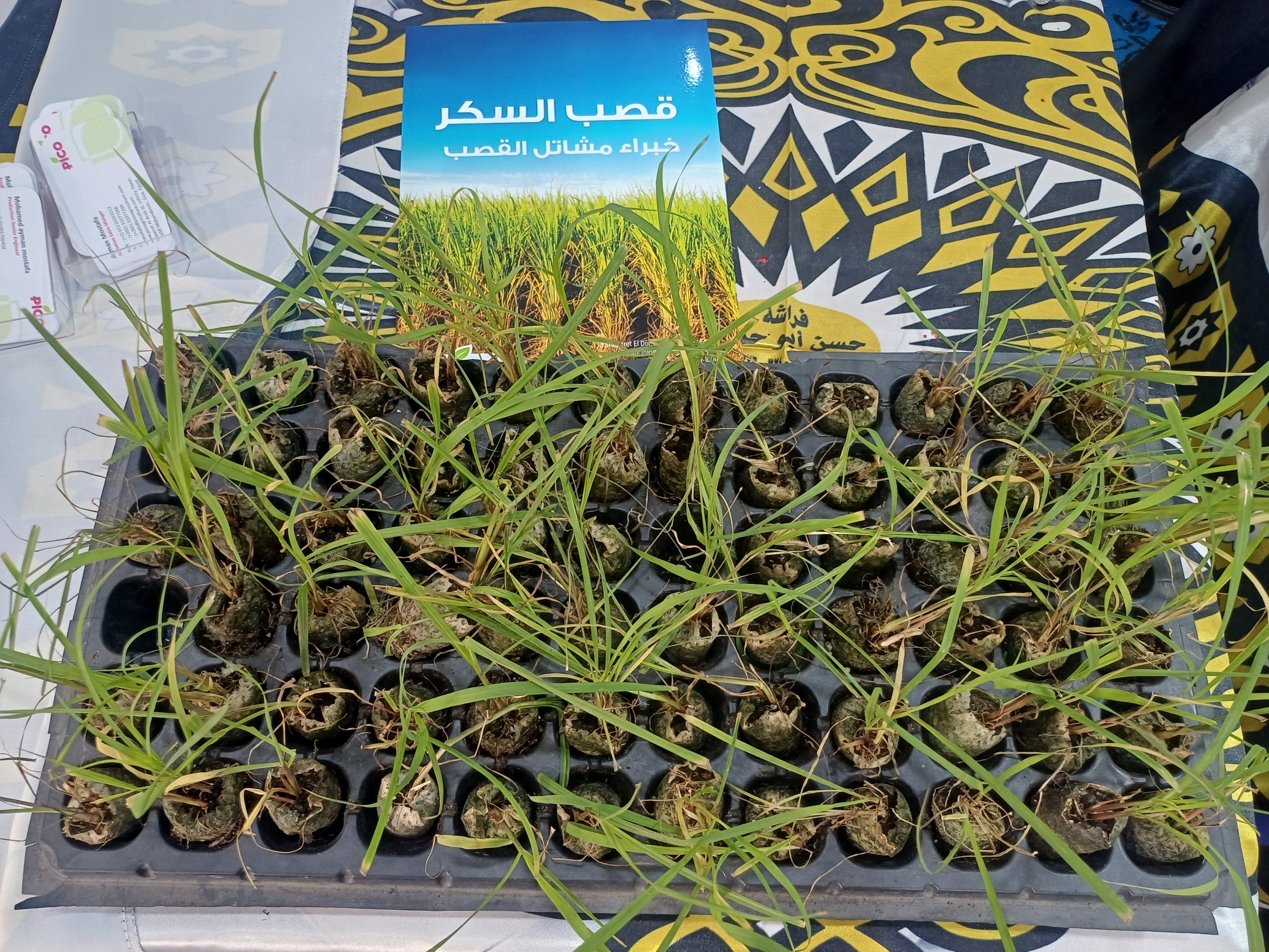 شتلات زراعية_1 شتلات زراعية_1