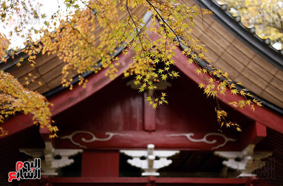 الخريف فى اليابان الخريف فى اليابان