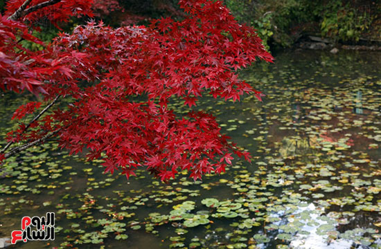 أشجار القيقب الأحمر أشجار القيقب الأحمر