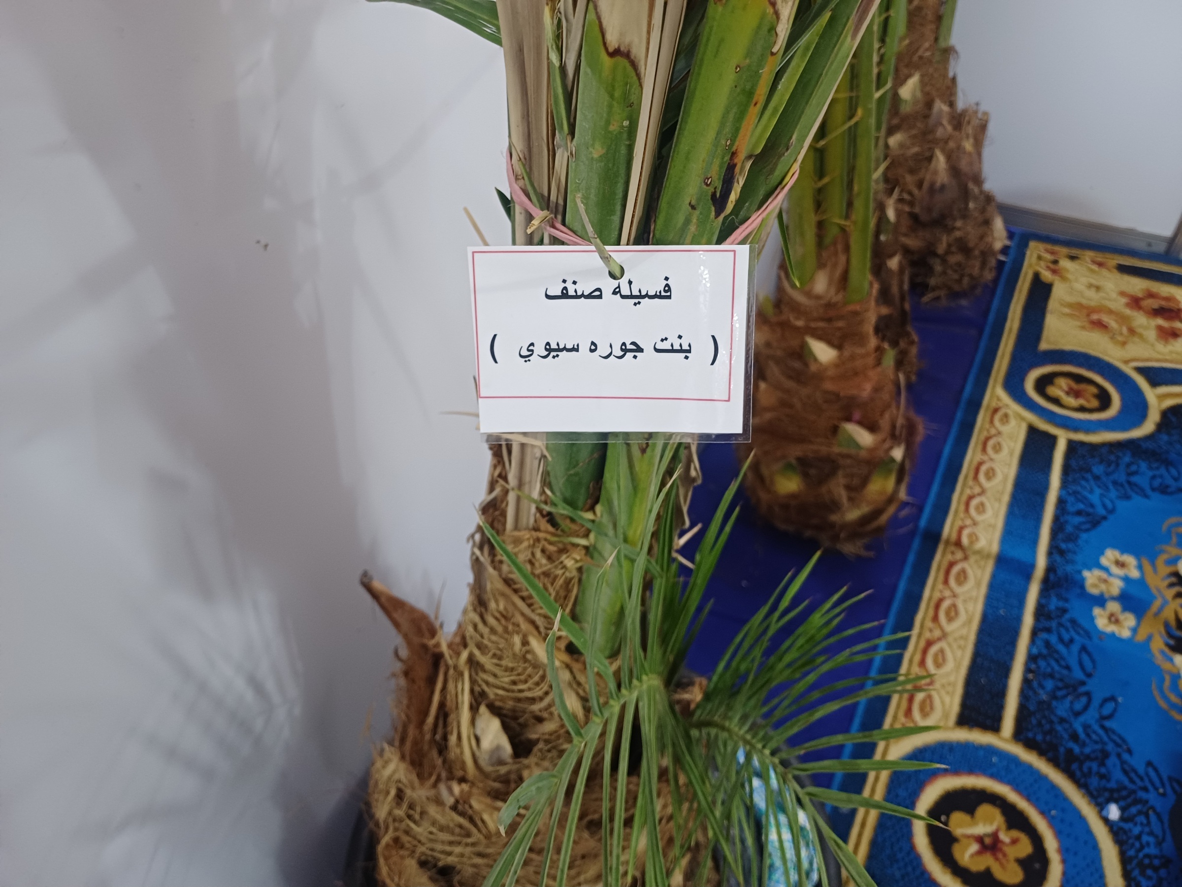 فسائل النخيل فسائل النخيل