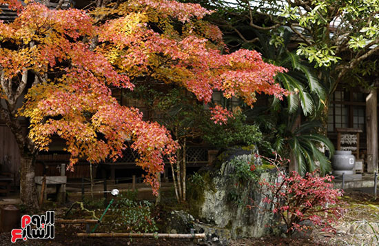 لوحات طبيعية مبهرة لوحات طبيعية مبهرة