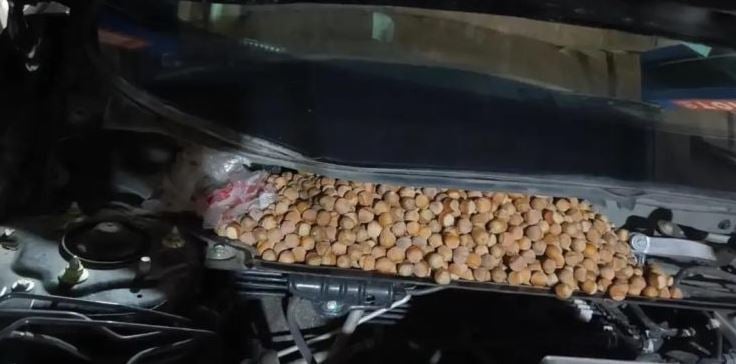 رجل يجد سيارته محشوة بأكثر من 40 رطلاً من البندق
