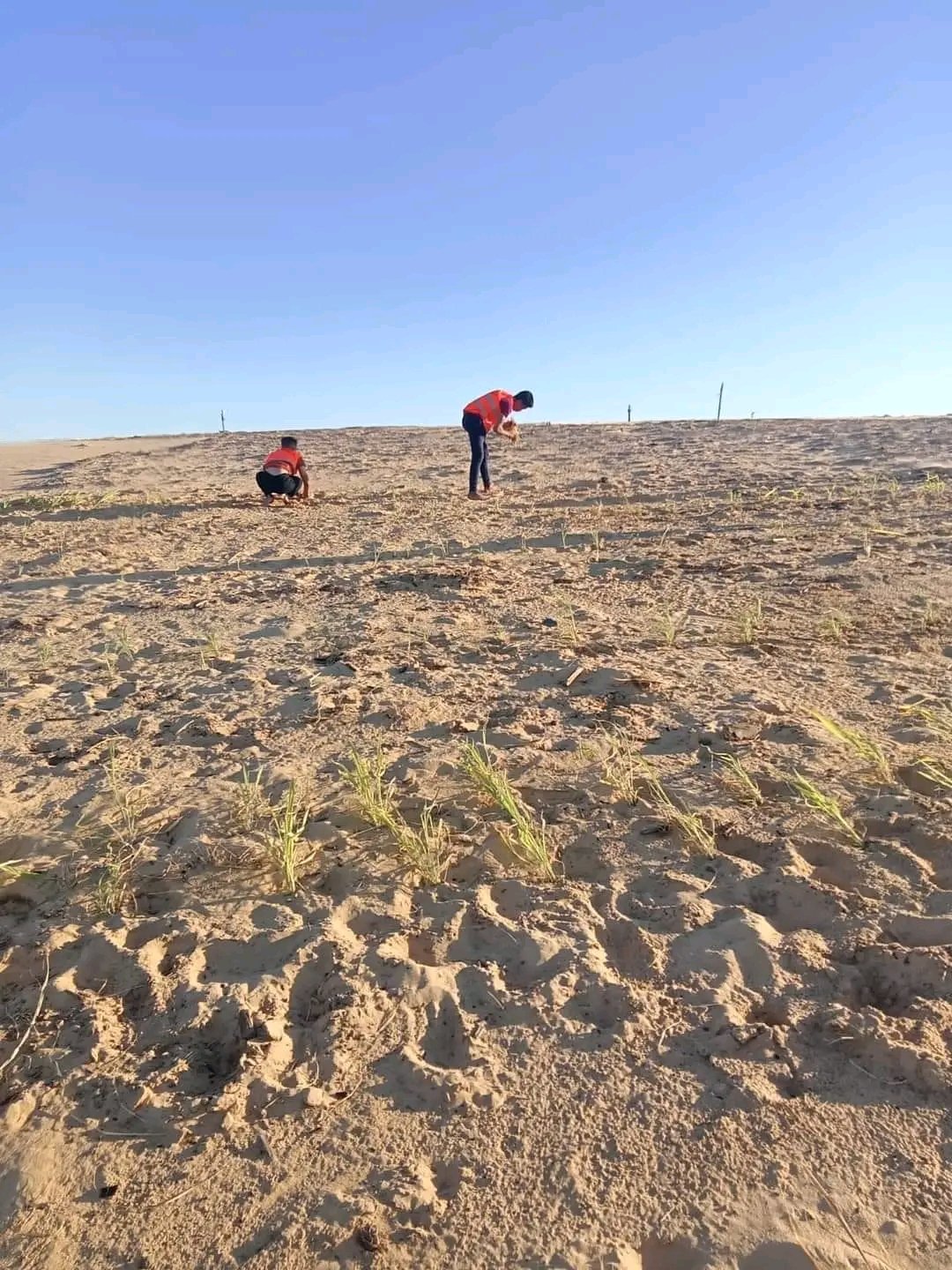 الوادى الجديد تحيل رمال الكثبان المتحركة إلى مروج خضراء ومزارع منتجة (10)