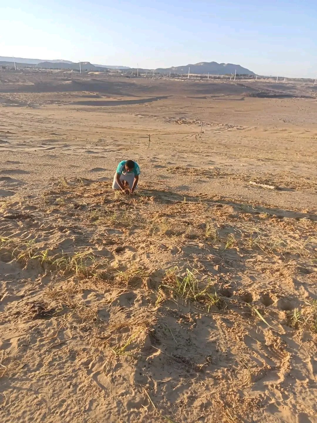 الوادى الجديد تحيل رمال الكثبان المتحركة إلى مروج خضراء ومزارع منتجة (9)