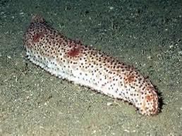 بعض أنواع خيار البحر الكائن المهدد بالانقراض