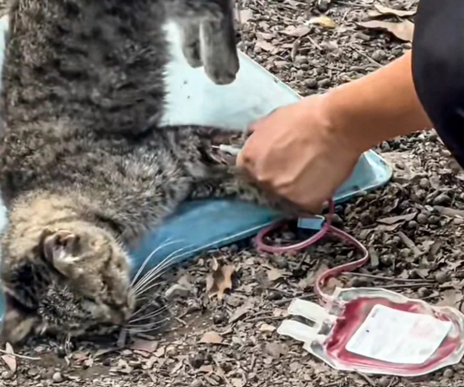 مزاعم بسرقة دم القطط فى الصين 