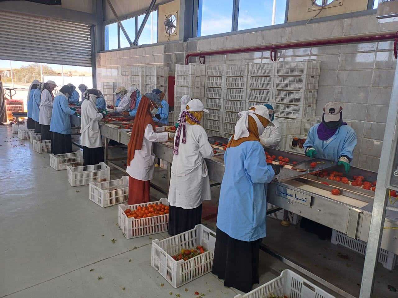 الفتيات خلال فعاليات تدشين مجمع الصناعات الغذائية لخدمة تجفيف الطماطم الفتيات خلال فعاليات تدشين مجمع الصناعات الغذائية لخدمة تجفيف الطماطم