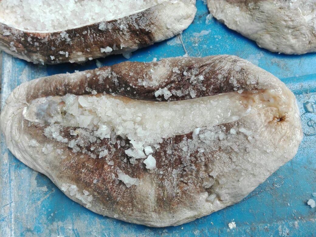 خيار البحر عند تجهيزه 