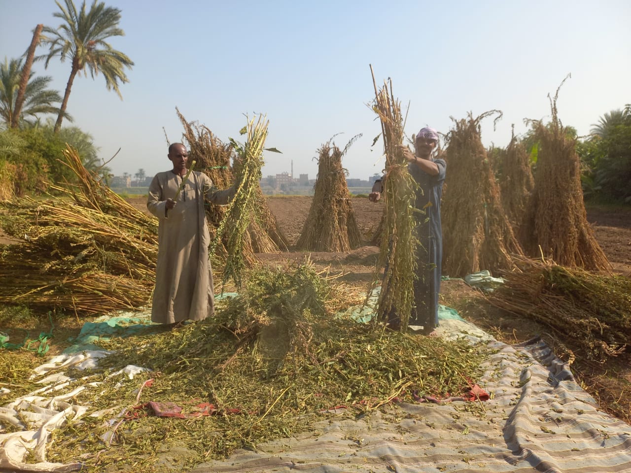 درس السمسم يدويا بقنا