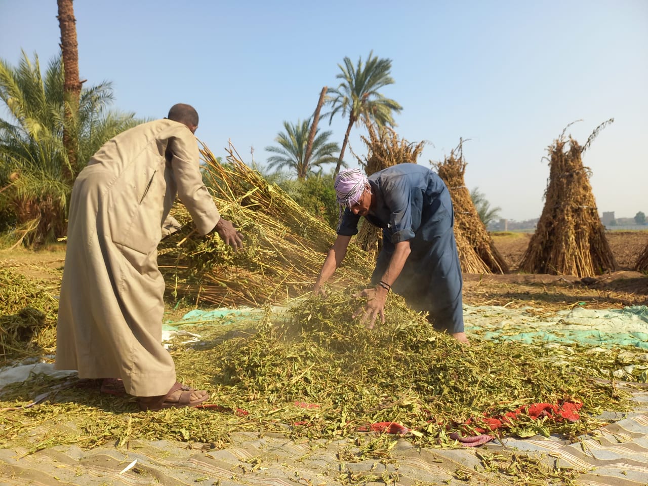 دريس السمسم يدويا