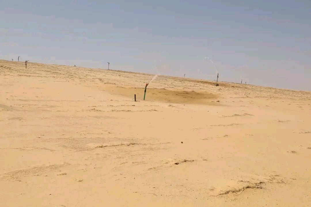 الوادى الجديد تحيل رمال الكثبان المتحركة إلى مروج خضراء ومزارع منتجة (7)