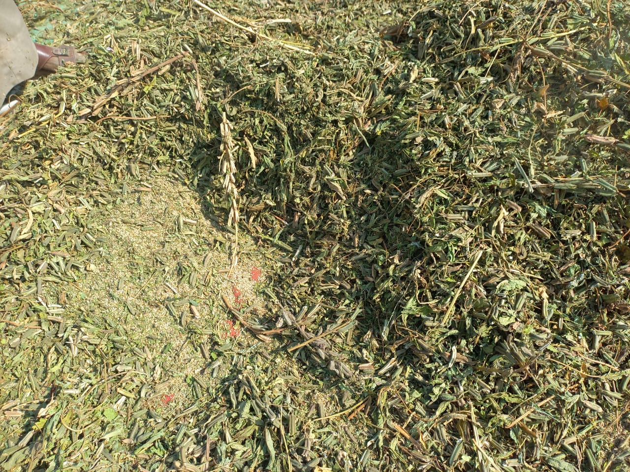 السمسم بعد تجفيفه