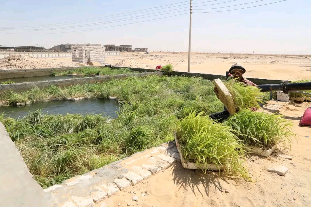 الوادى الجديد تحيل رمال الكثبان المتحركة إلى مروج خضراء ومزارع منتجة (6)