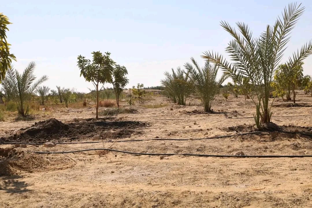 الوادى الجديد تحيل رمال الكثبان المتحركة إلى مروج خضراء ومزارع منتجة (18)