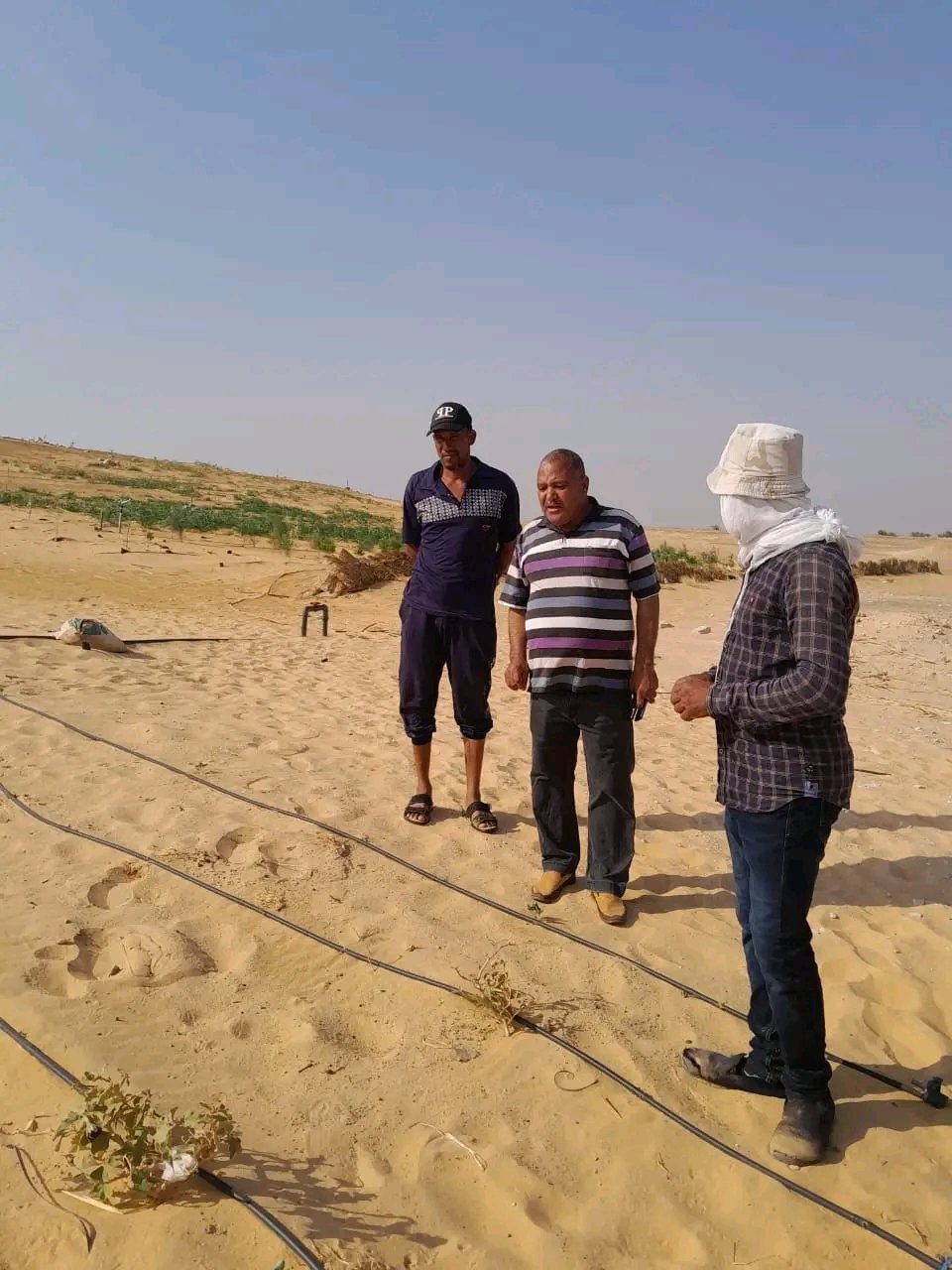 الوادى الجديد تحيل رمال الكثبان المتحركة إلى مروج خضراء ومزارع منتجة (5)