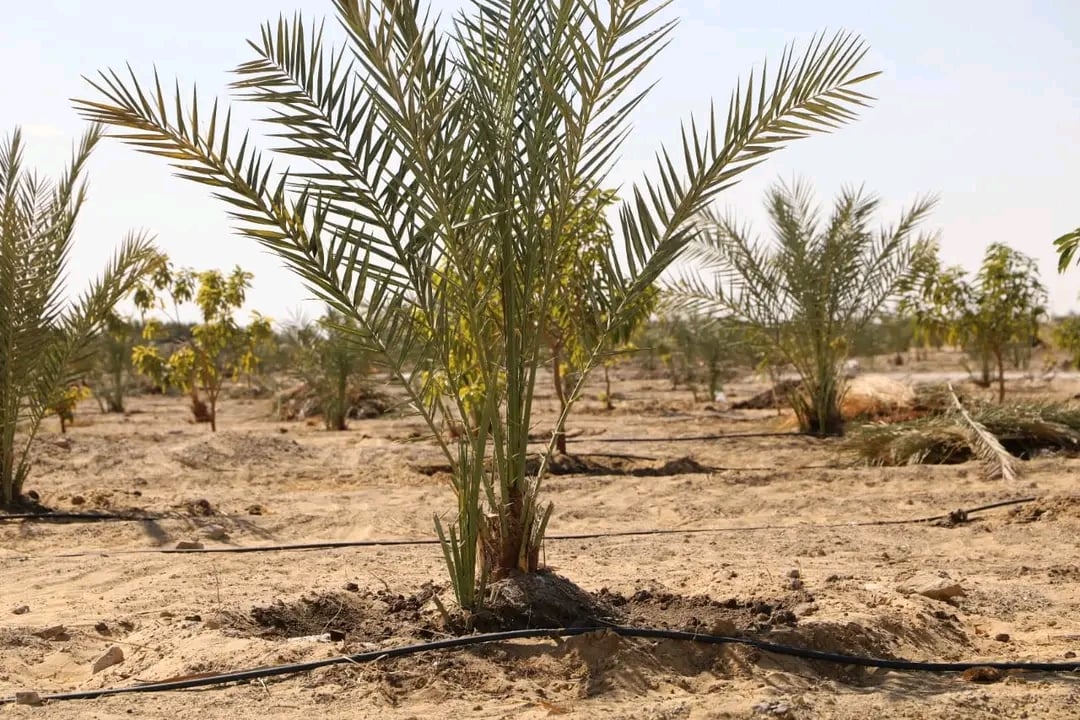 الوادى الجديد تحيل رمال الكثبان المتحركة إلى مروج خضراء ومزارع منتجة (16)