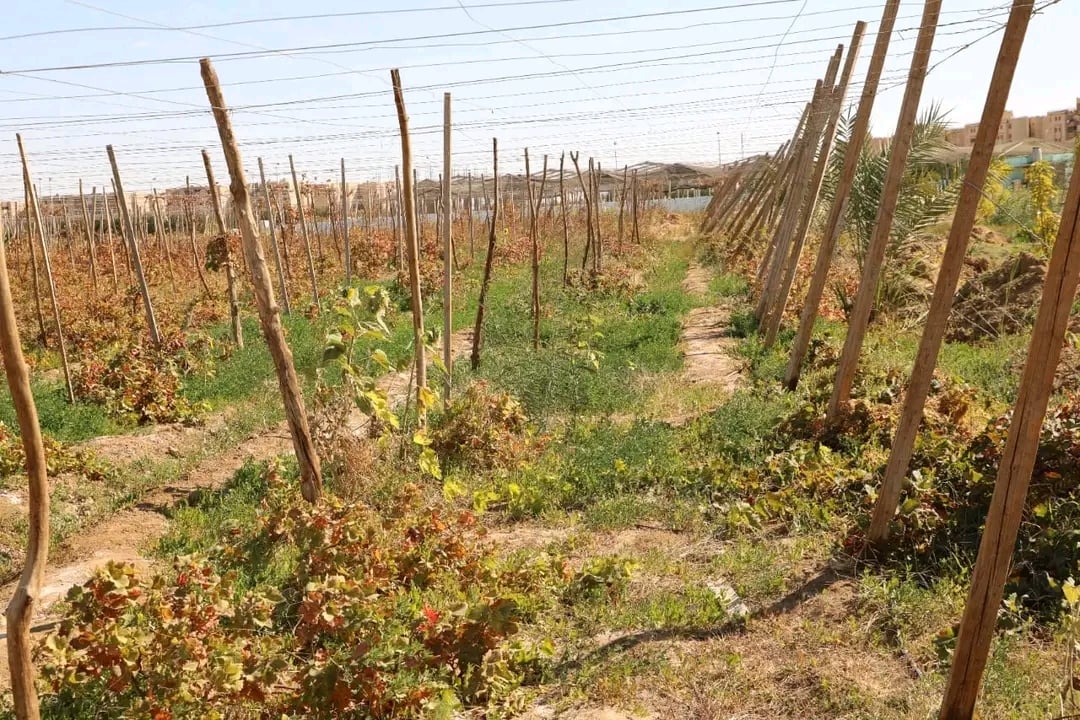 الوادى الجديد تحيل رمال الكثبان المتحركة إلى مروج خضراء ومزارع منتجة (15)