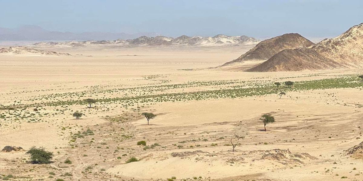 الصحراء بدأت تمسون بالاخصر الصحراء بدأت تمسون بالاخصر