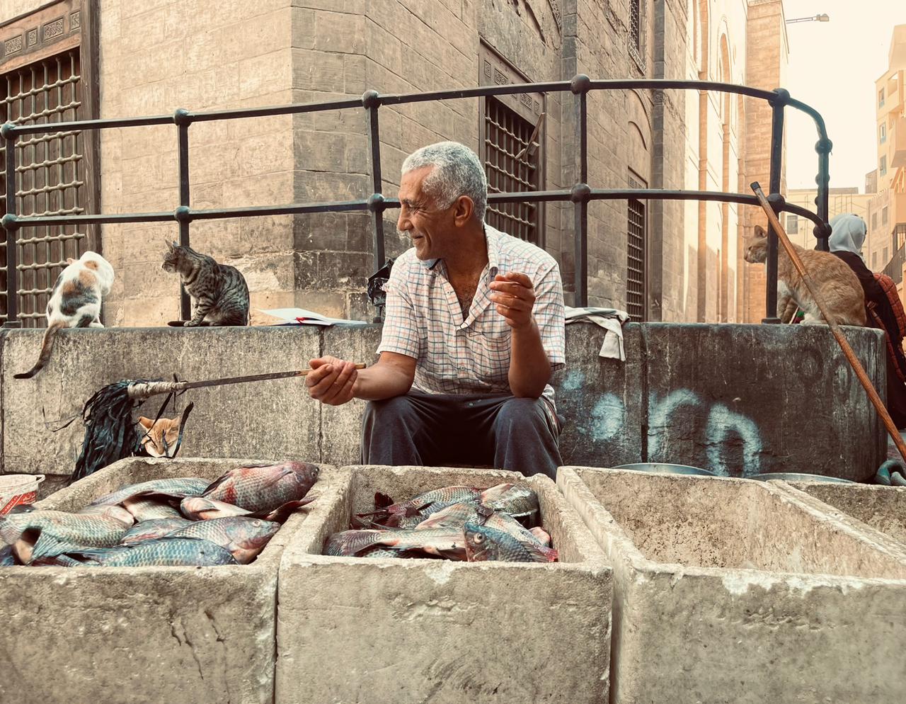 عم كحلاوي صديق القطط