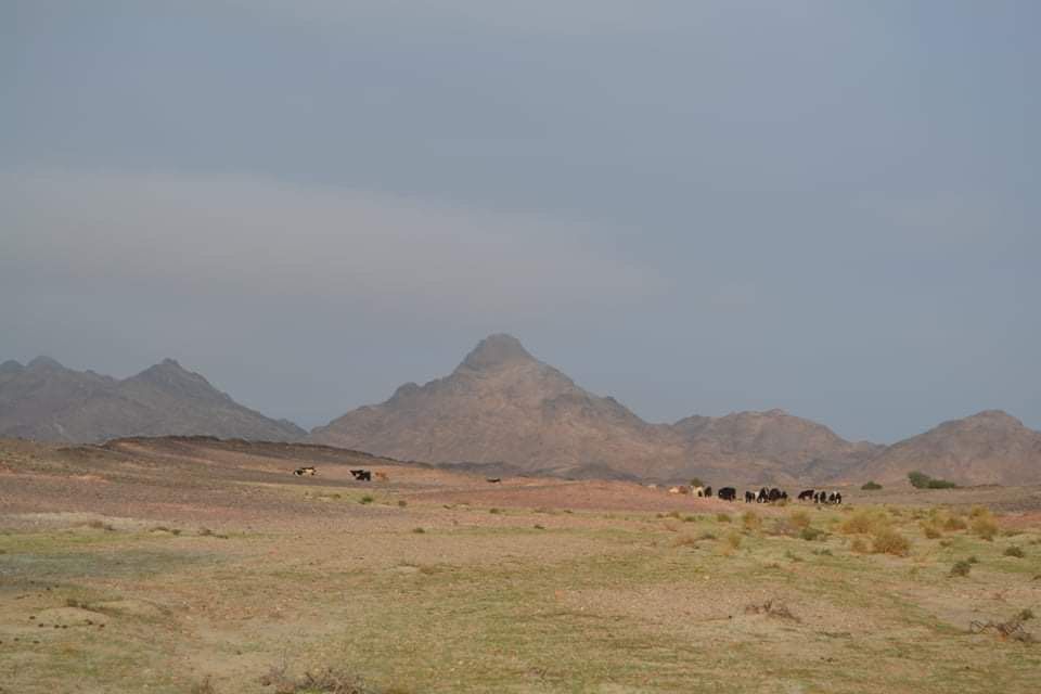 بدأ انتشار،العشب فى الصحراء بدأ انتشار،العشب فى الصحراء