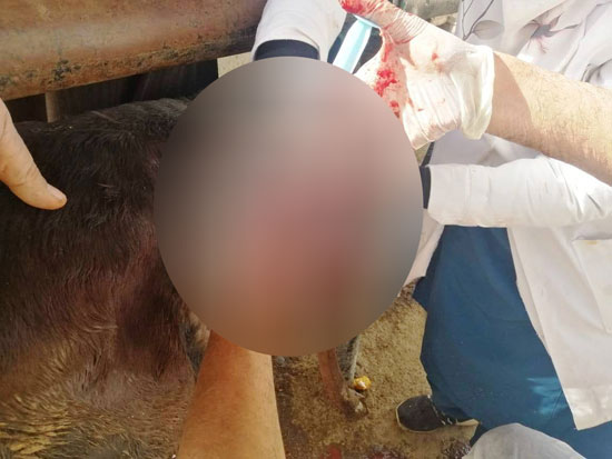 جراحة-ناجحة-للعجل