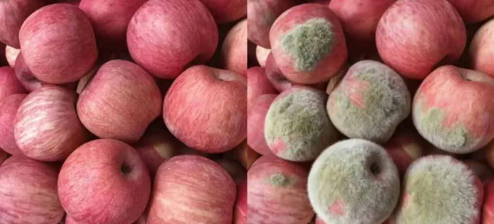 صورة أرسلها عميل يطلب استرداد ثمن بعض التفاحات مزورة باستخدام الذكاء الاصطناعي