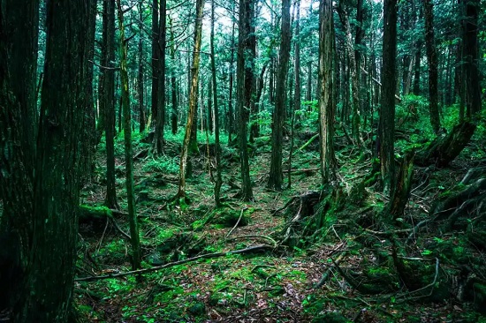 الغابة اليابانية المخيفة