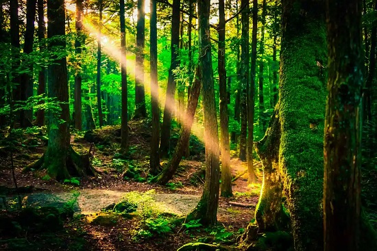 غابة يابانية