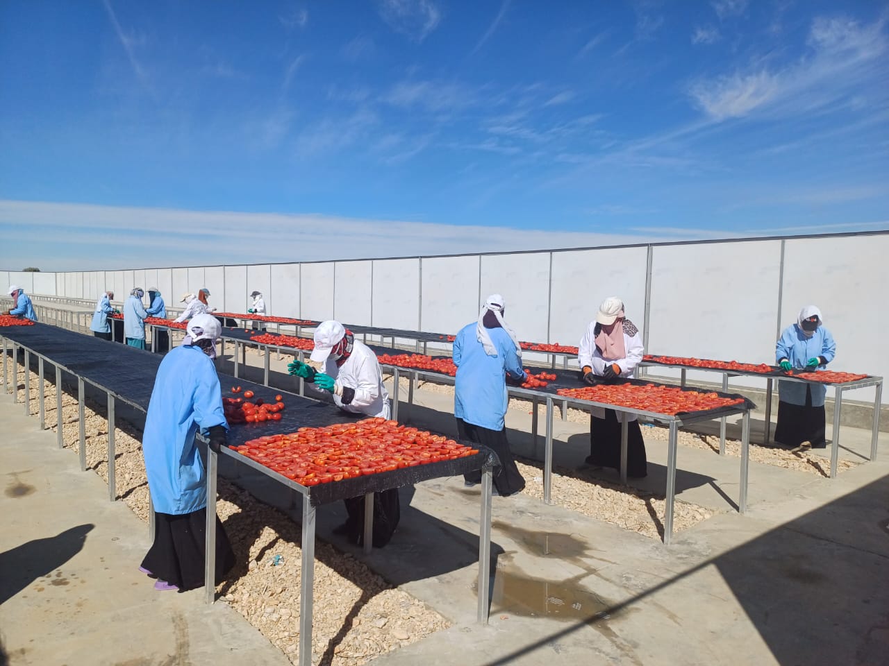 نجاح تجربة مجمع الصناعات الغذائية بالكيمان في توفير 150 فرصة عمل