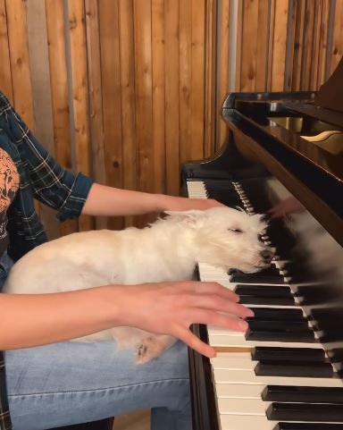 الكلب برادفورد