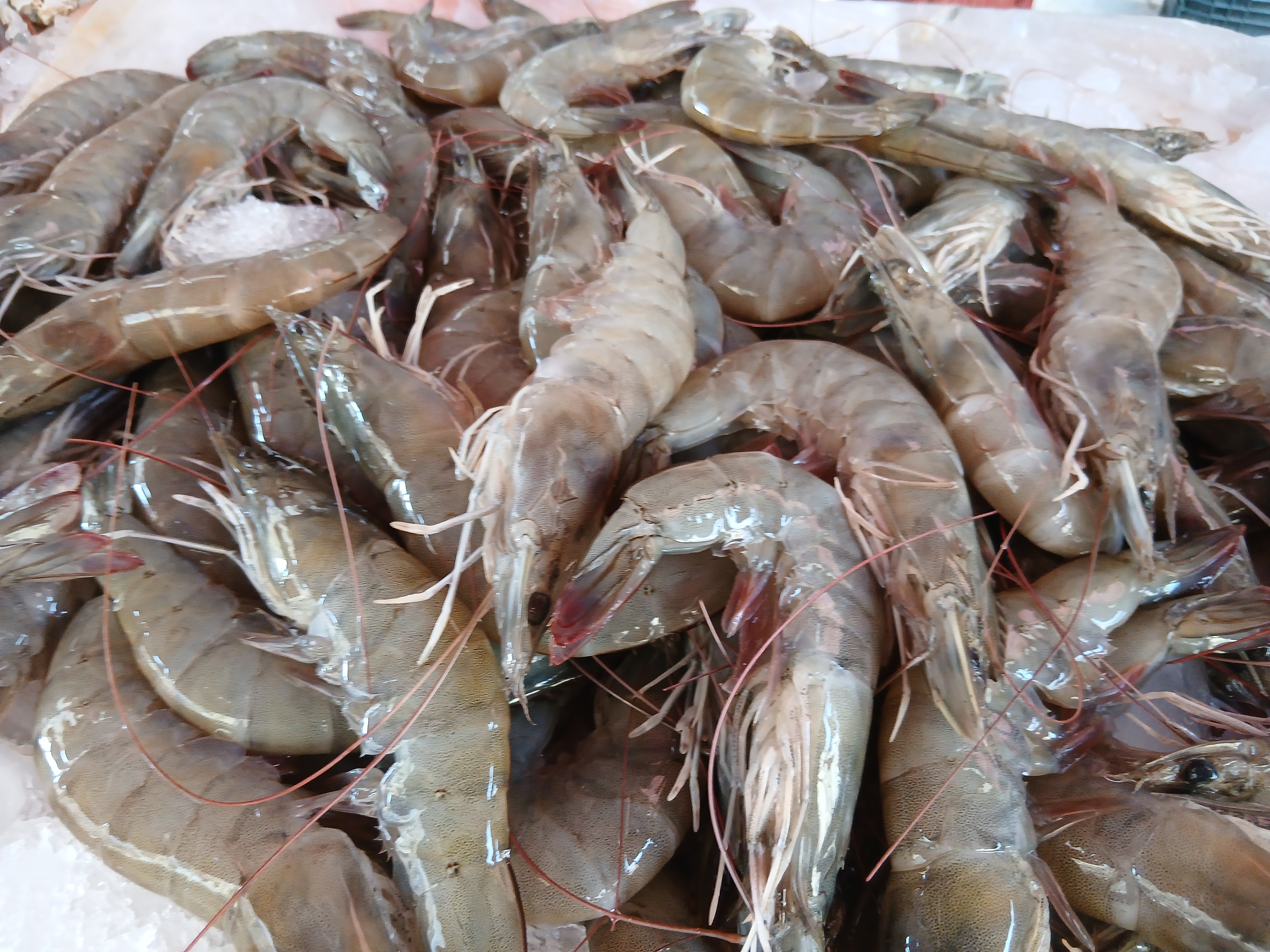 السمك الجمبري في الإسكندرية