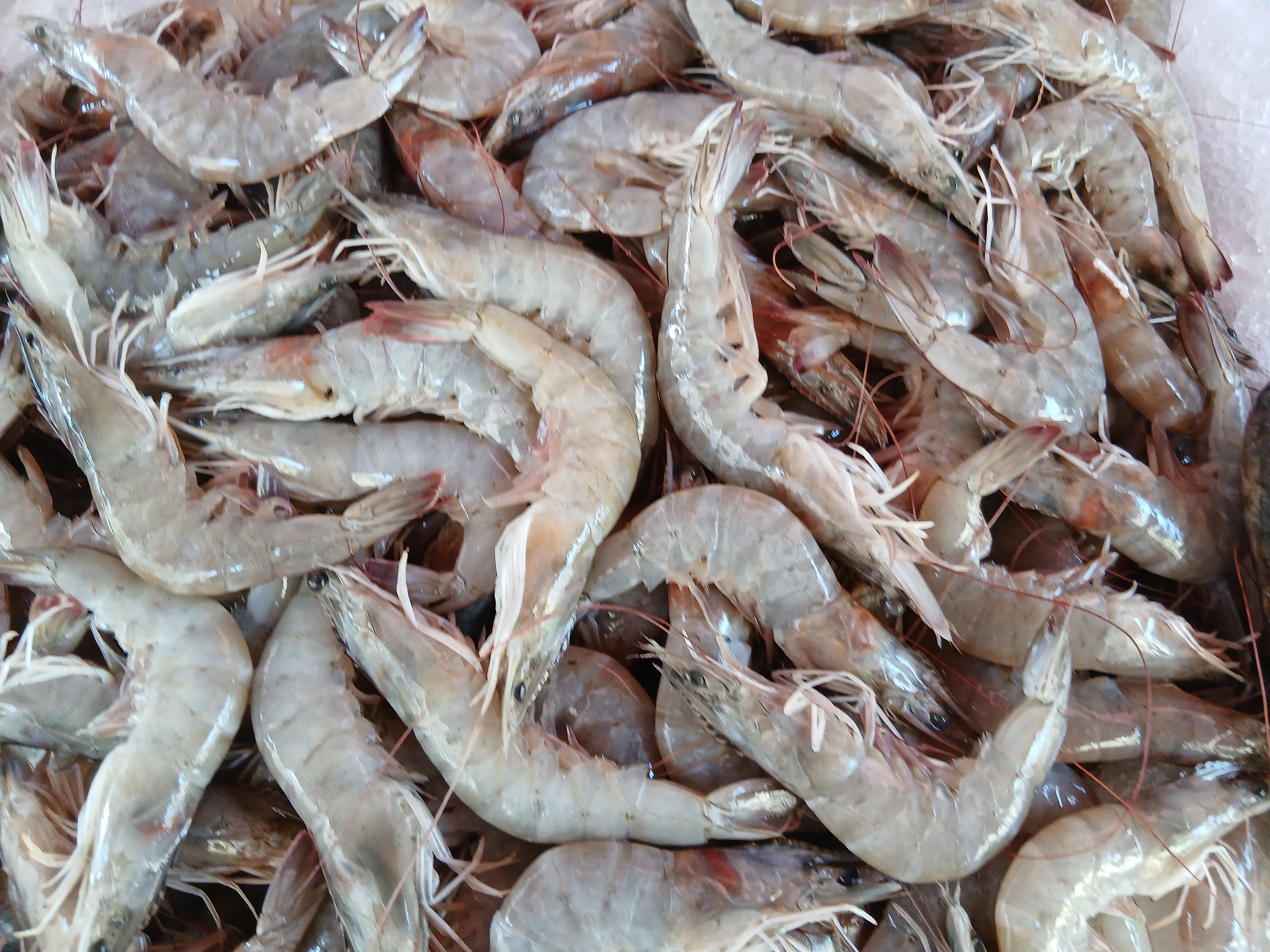 الجمبري في الإسكندرية