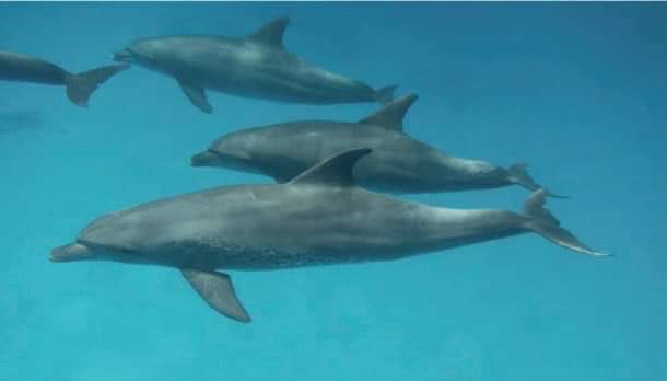 اسراب الدلافين فى البحر الاحمر