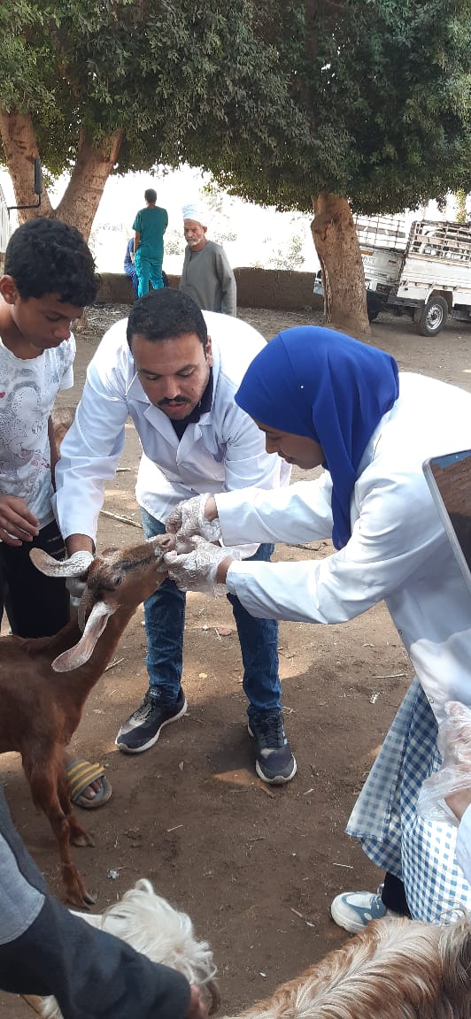 قوافل بيطرية مجانية