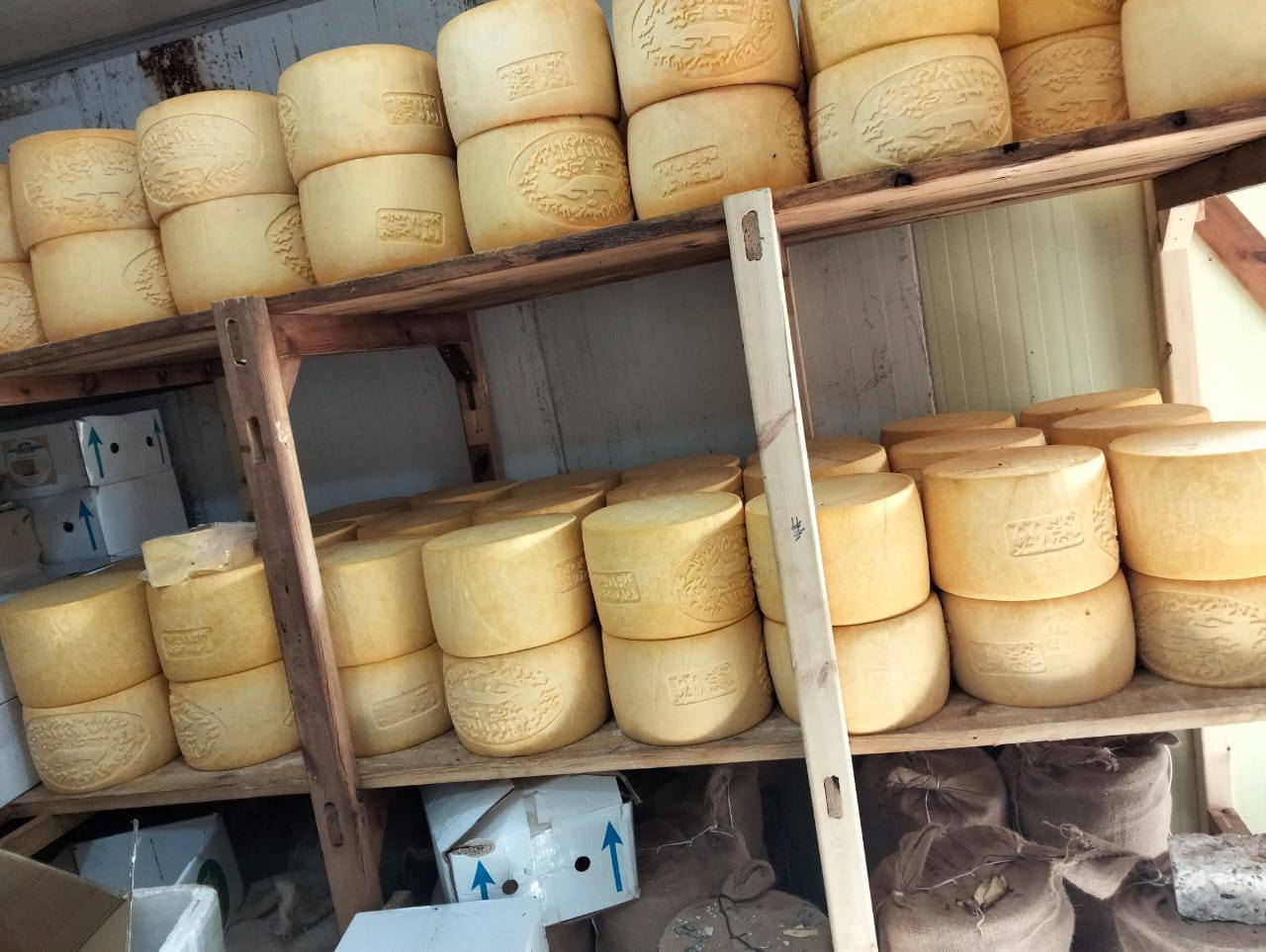 ضبط جبنه رومي غير صالحه