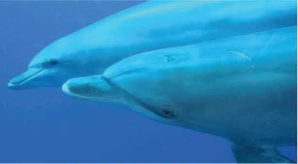 ذو الأنف الزجاجية